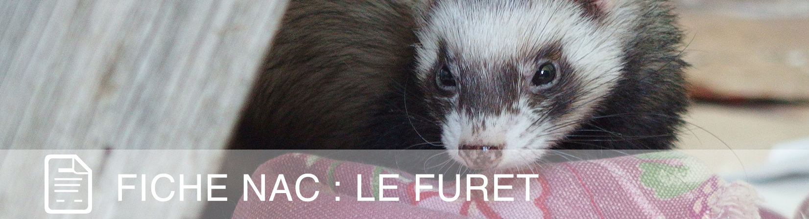 fiche-nac-furet