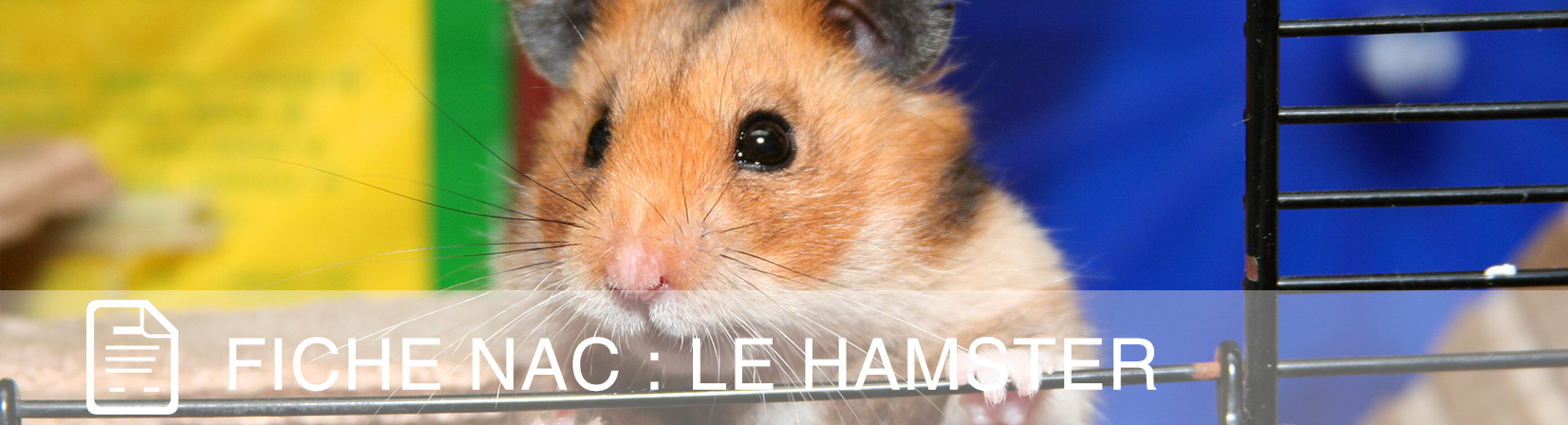 fiche-nac-hamster