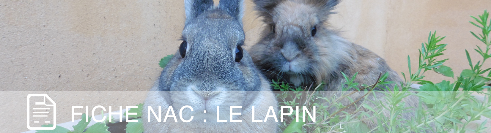 fiche-nac-lapin-1