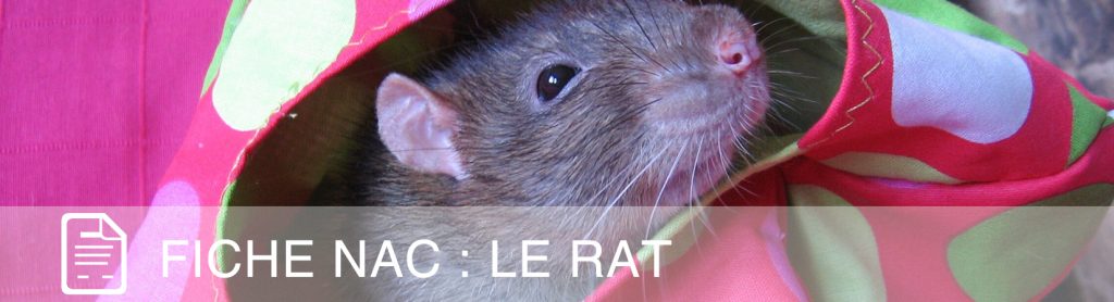 Fiche NAC : La souris - Au Bazar des NAC