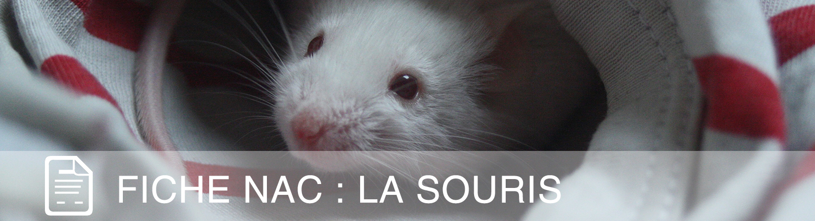 fiche-nac-souris