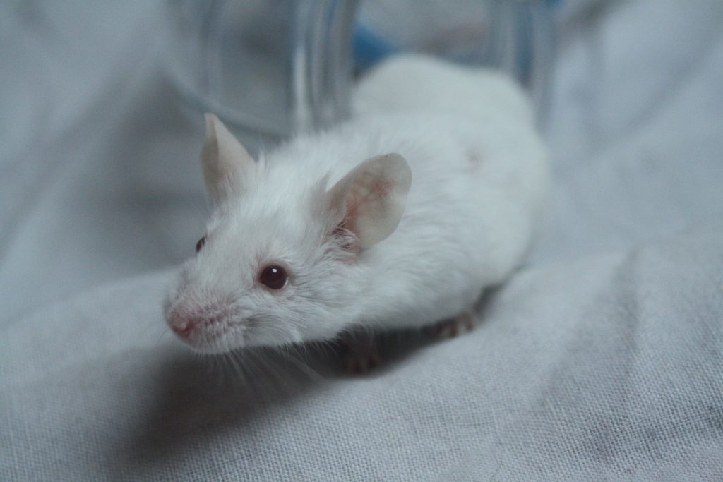 Tout savoir sur la Souris blanche